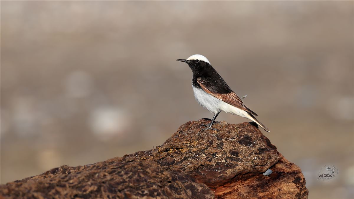 Hooded Wheatear