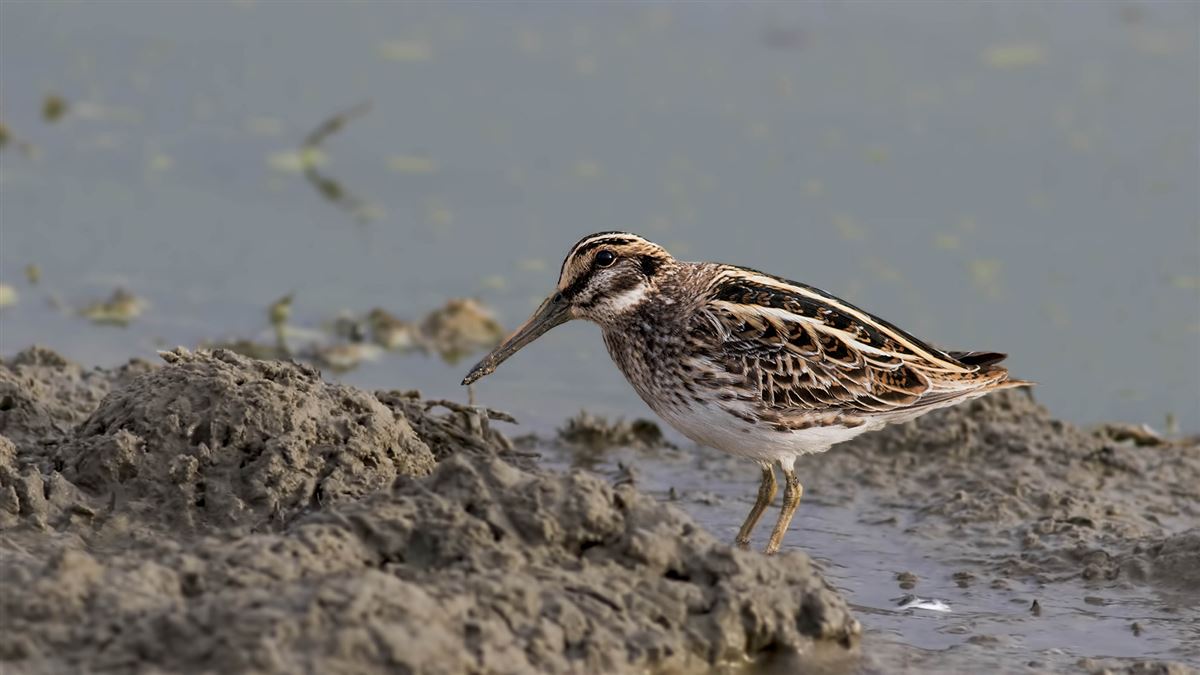 Jack Snipe