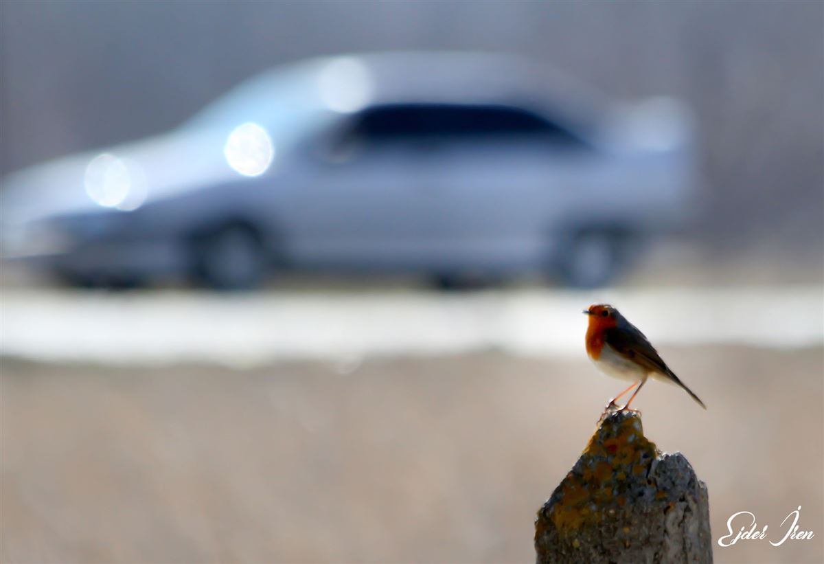 European Robin