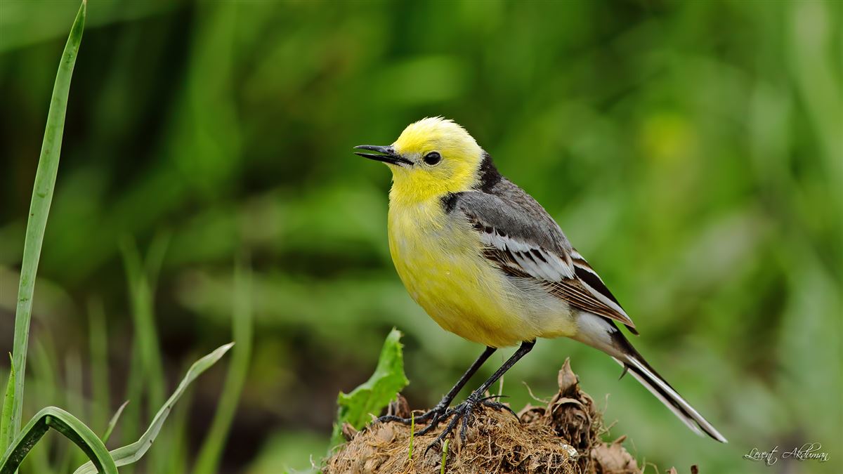 Citrine Wagtail