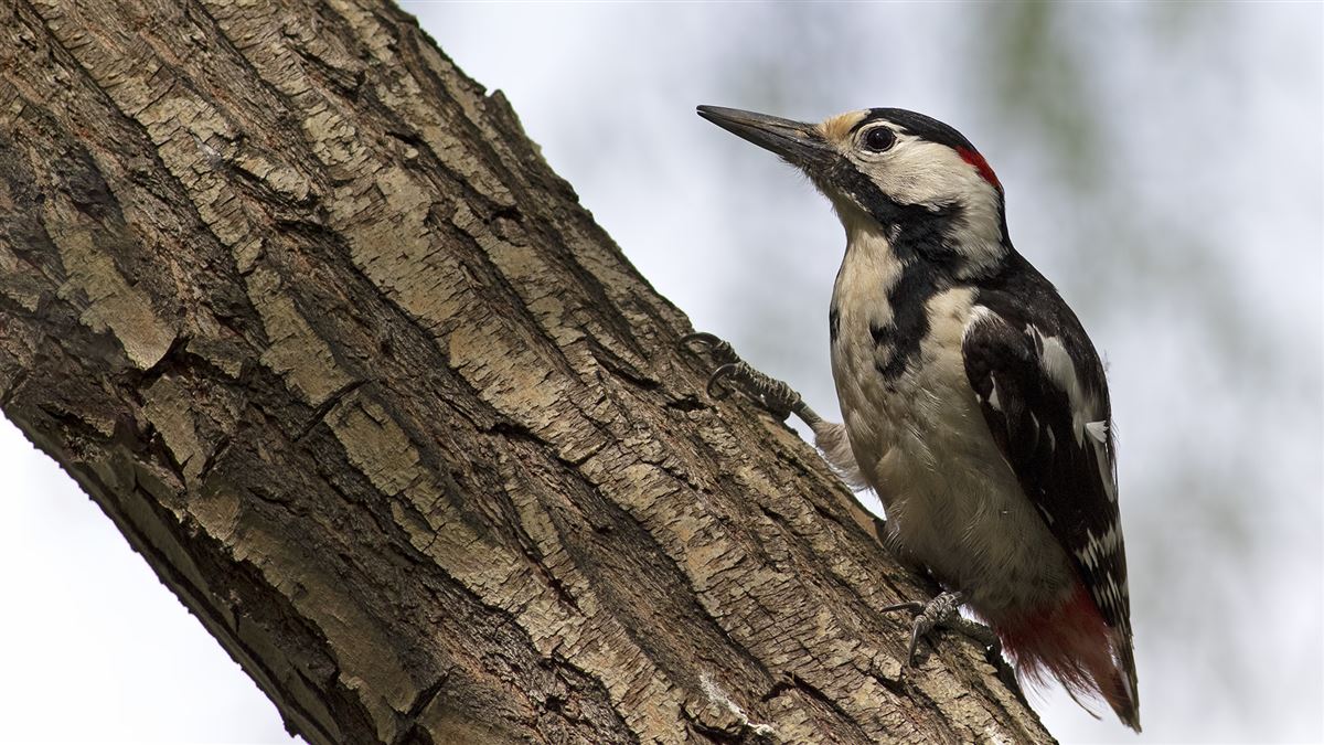 Syrian Woodpecker