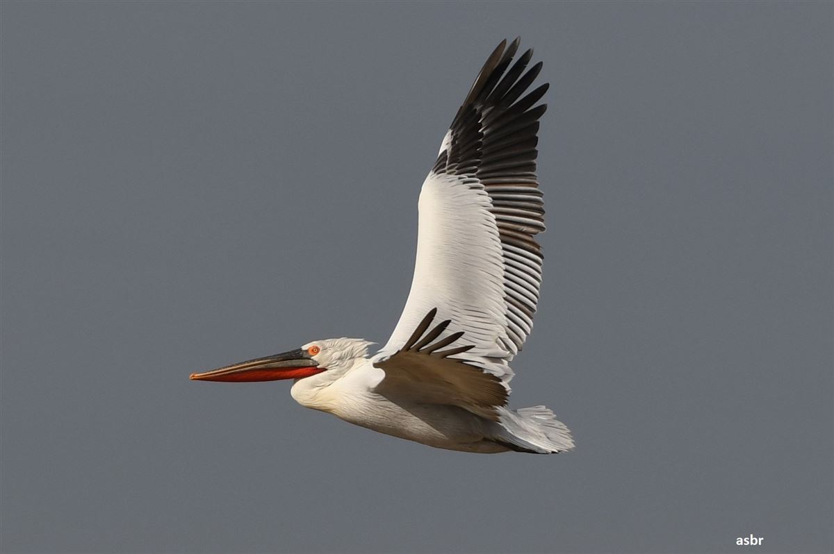 Dalmatian Pelican