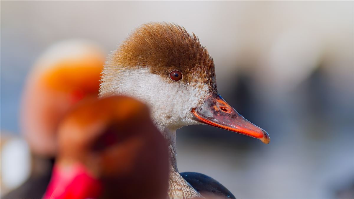 Red-crested Pochard