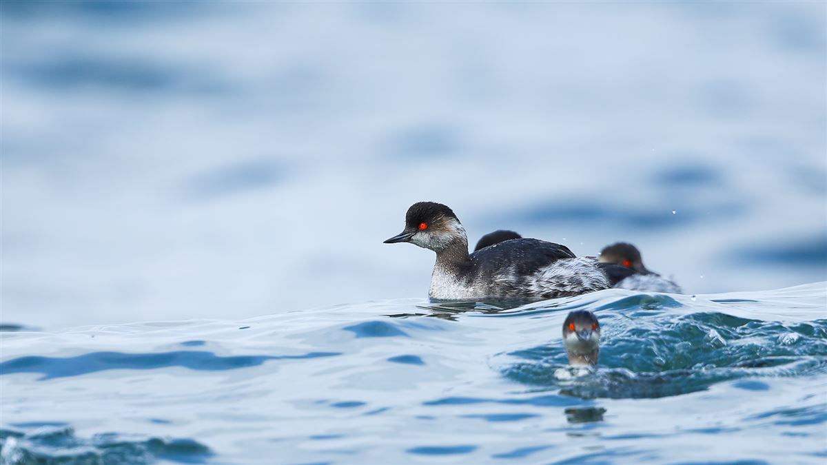 Black-necked Grebe