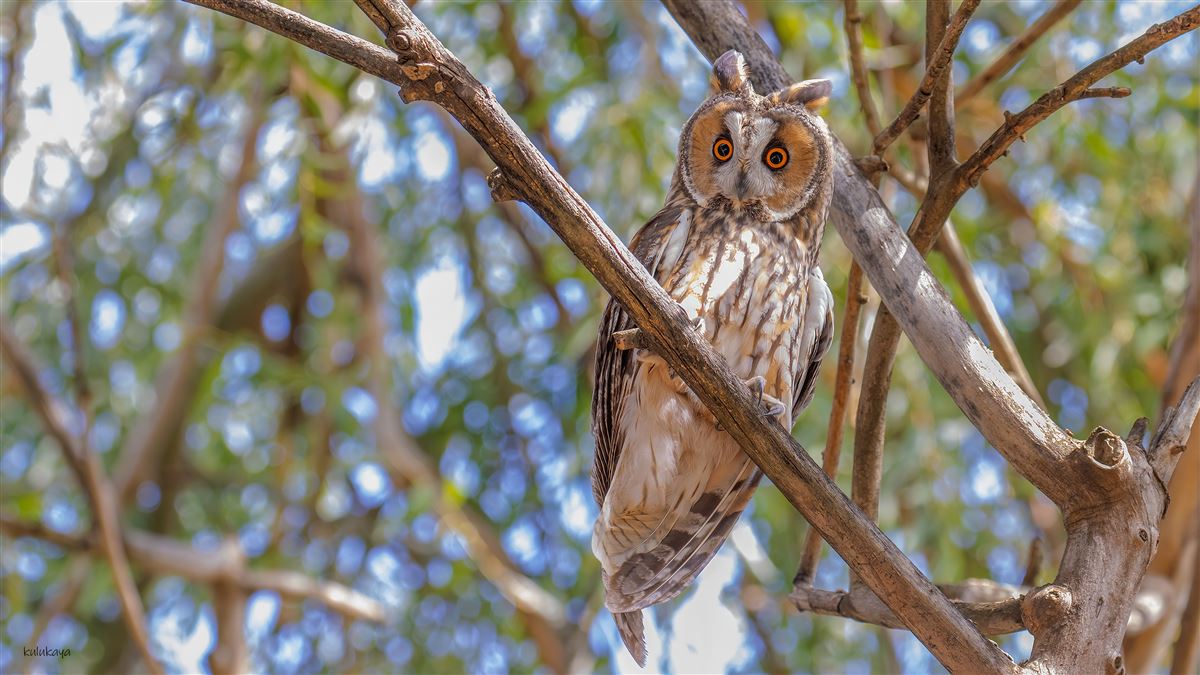Long-eared Owl