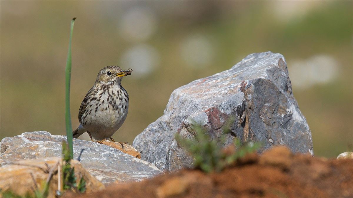 Meadow Pipit