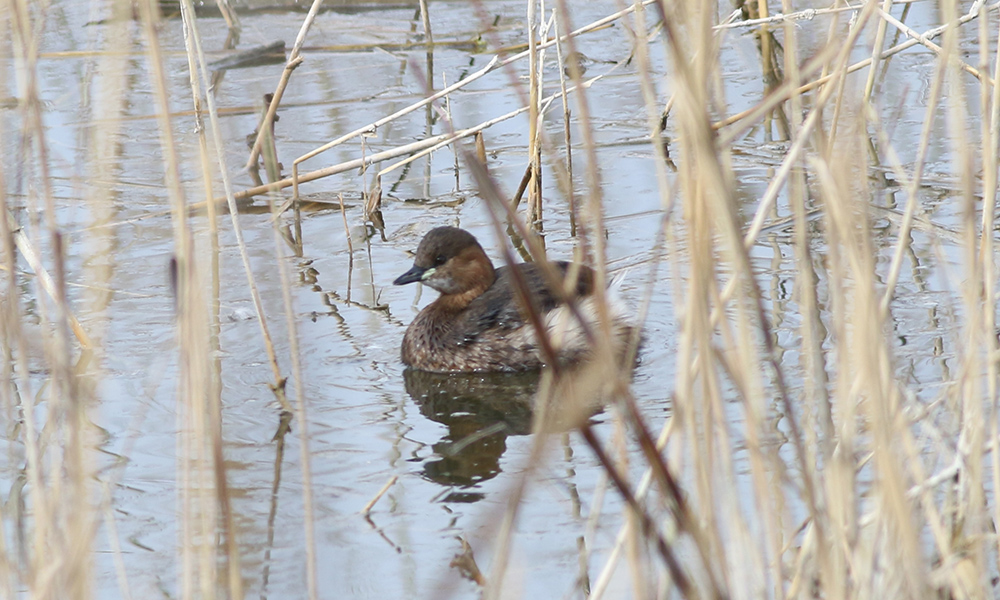 Little Grebe