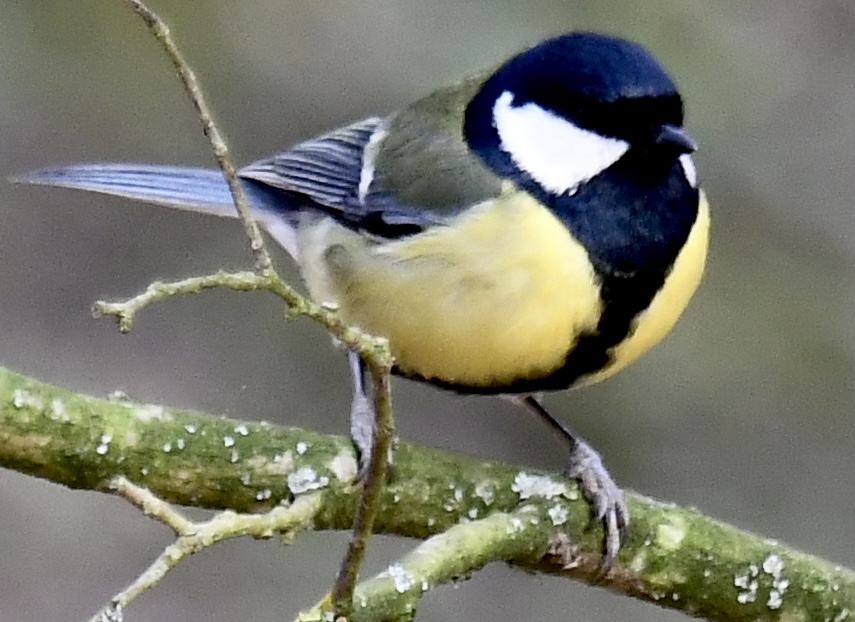 Great Tit