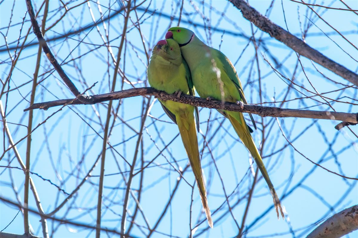 Rose-ringed Parakeet