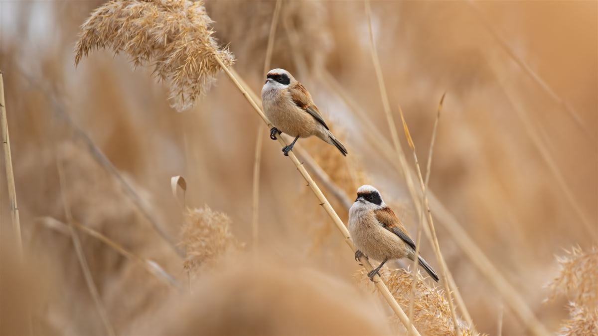 Eurasian Penduline Tit