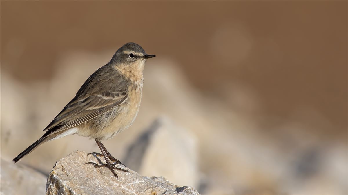 Water Pipit