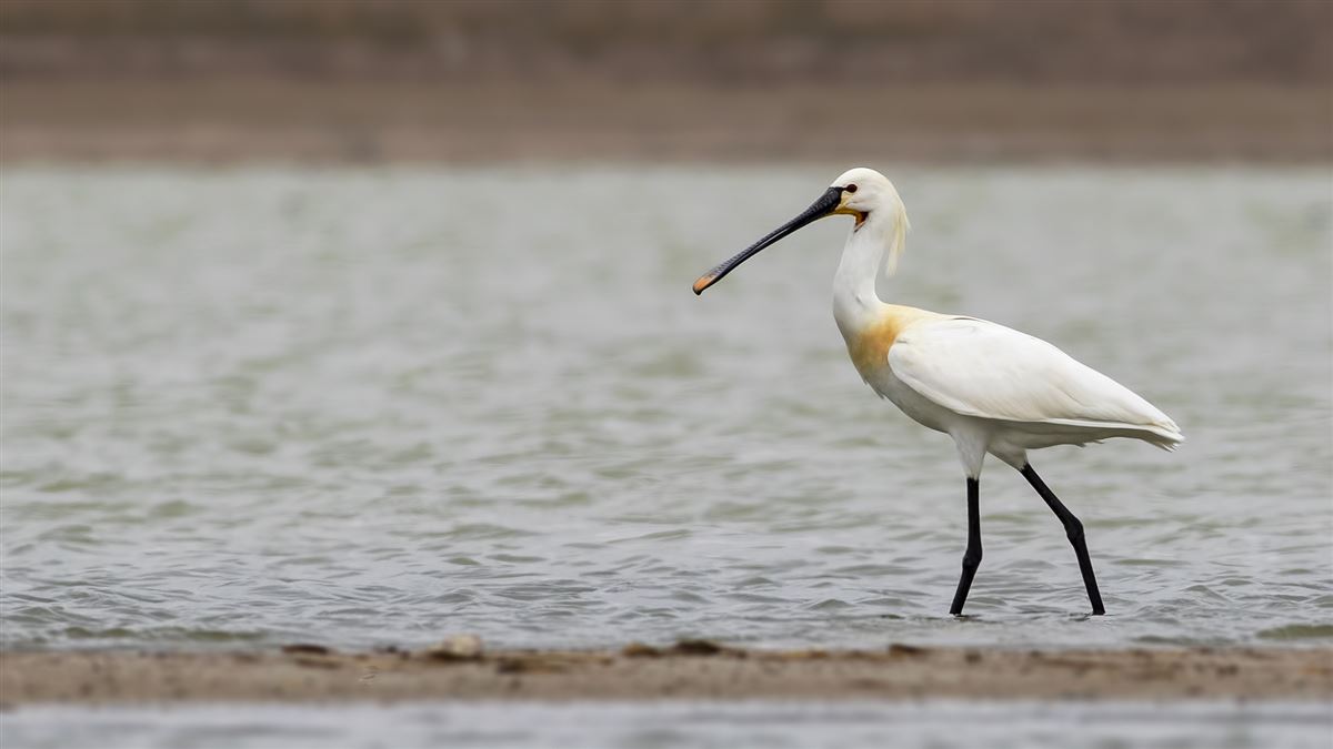 Eurasian Spoonbill