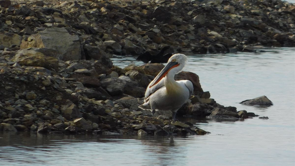 Dalmatian Pelican