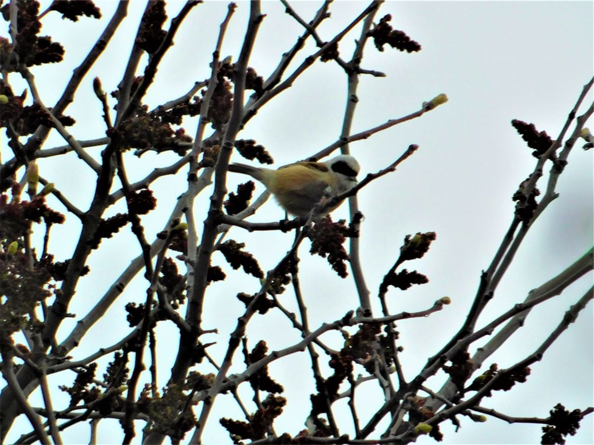 Eurasian Penduline Tit