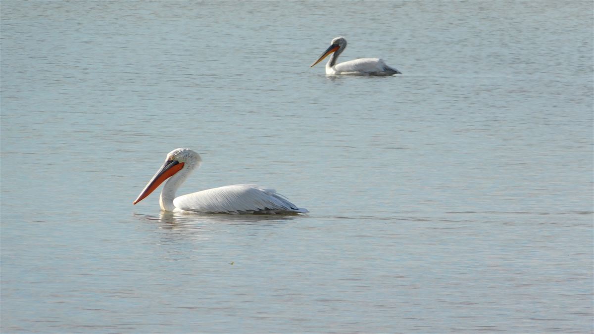 Dalmatian Pelican