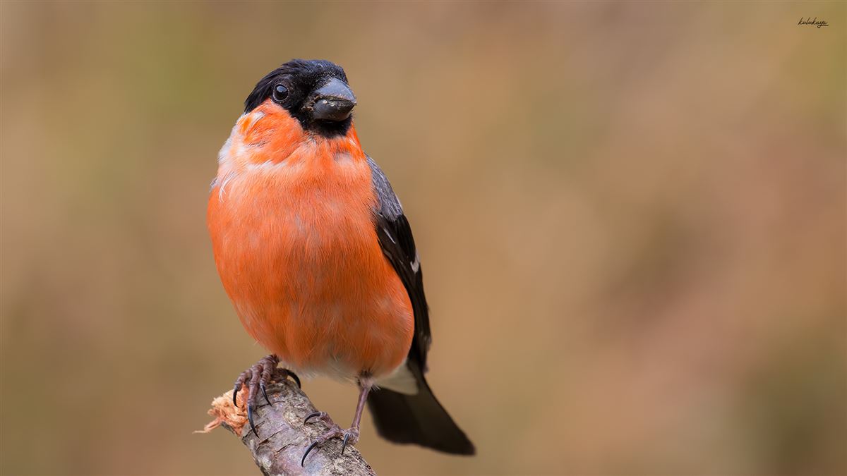 Eurasian Bullfinch
