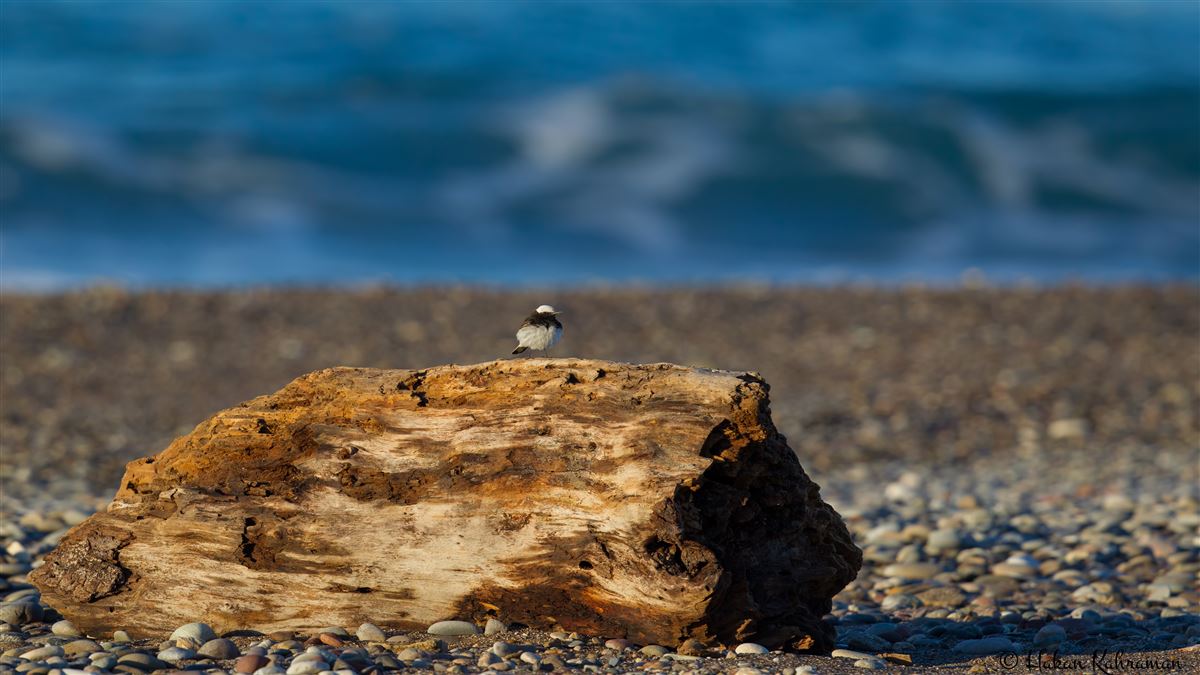 Hooded Wheatear