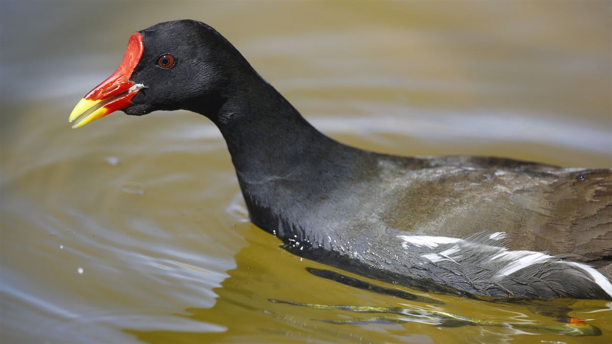 Common Moorhen