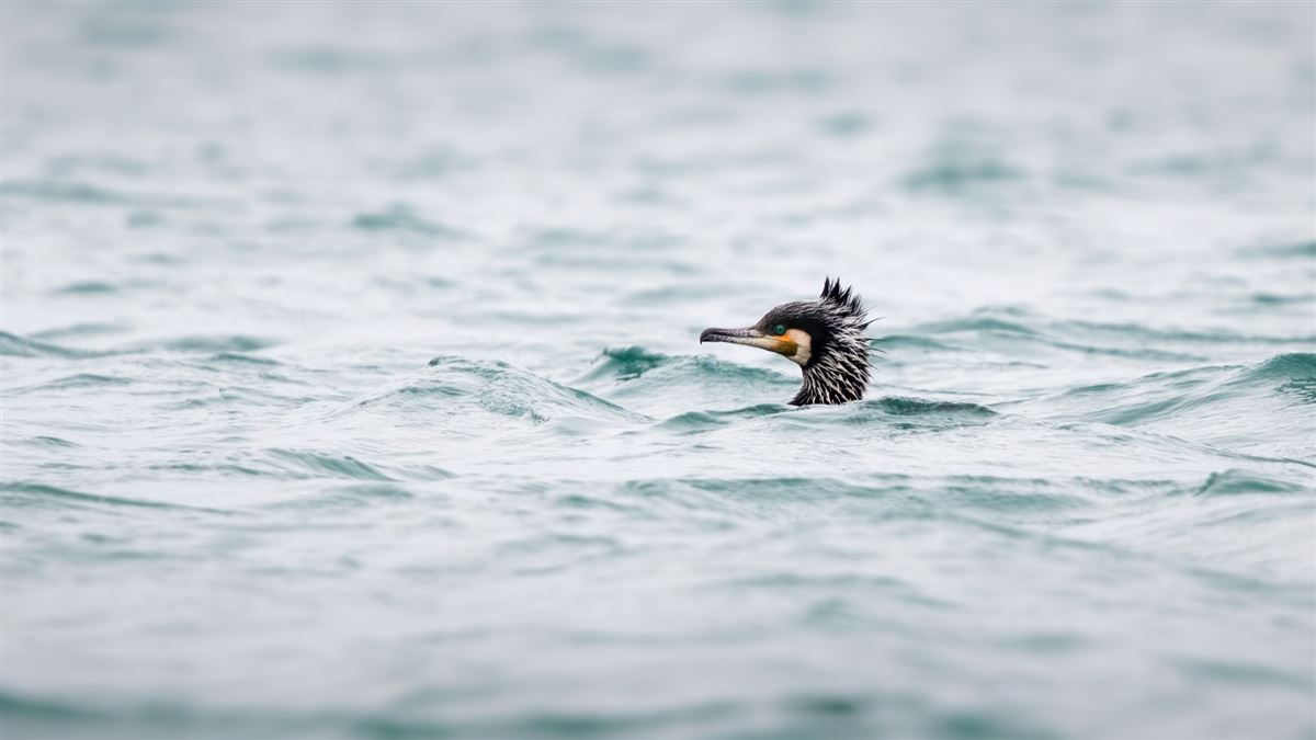Great Cormorant