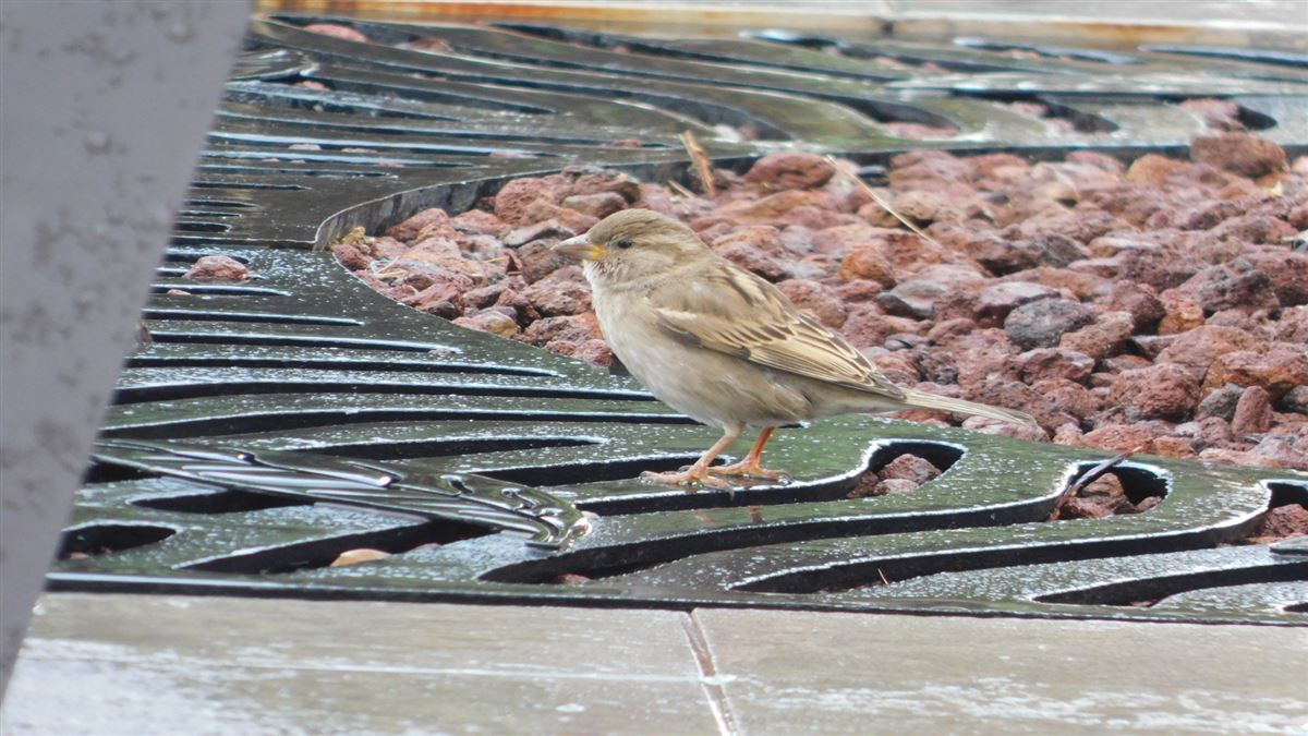 House Sparrow