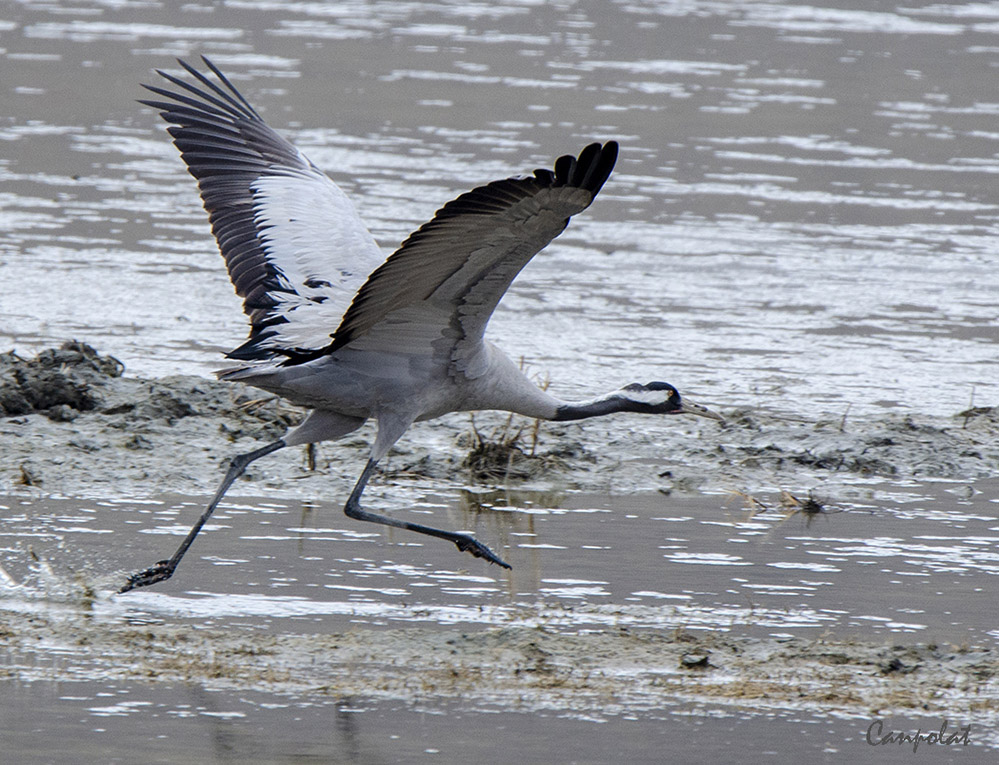Common Crane