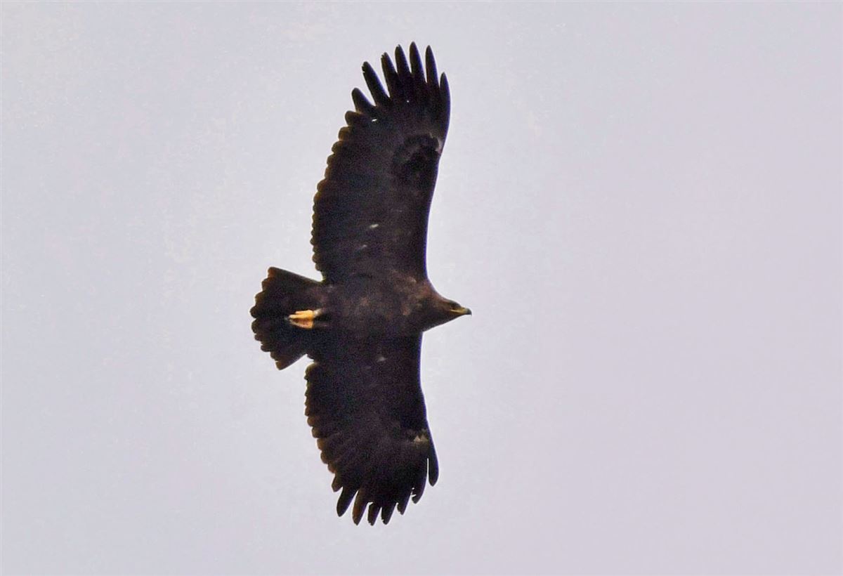 Greater Spotted Eagle