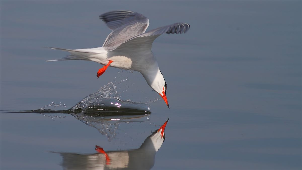 Common Tern