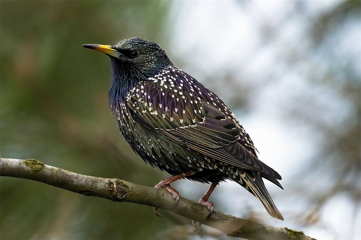 Common Starling