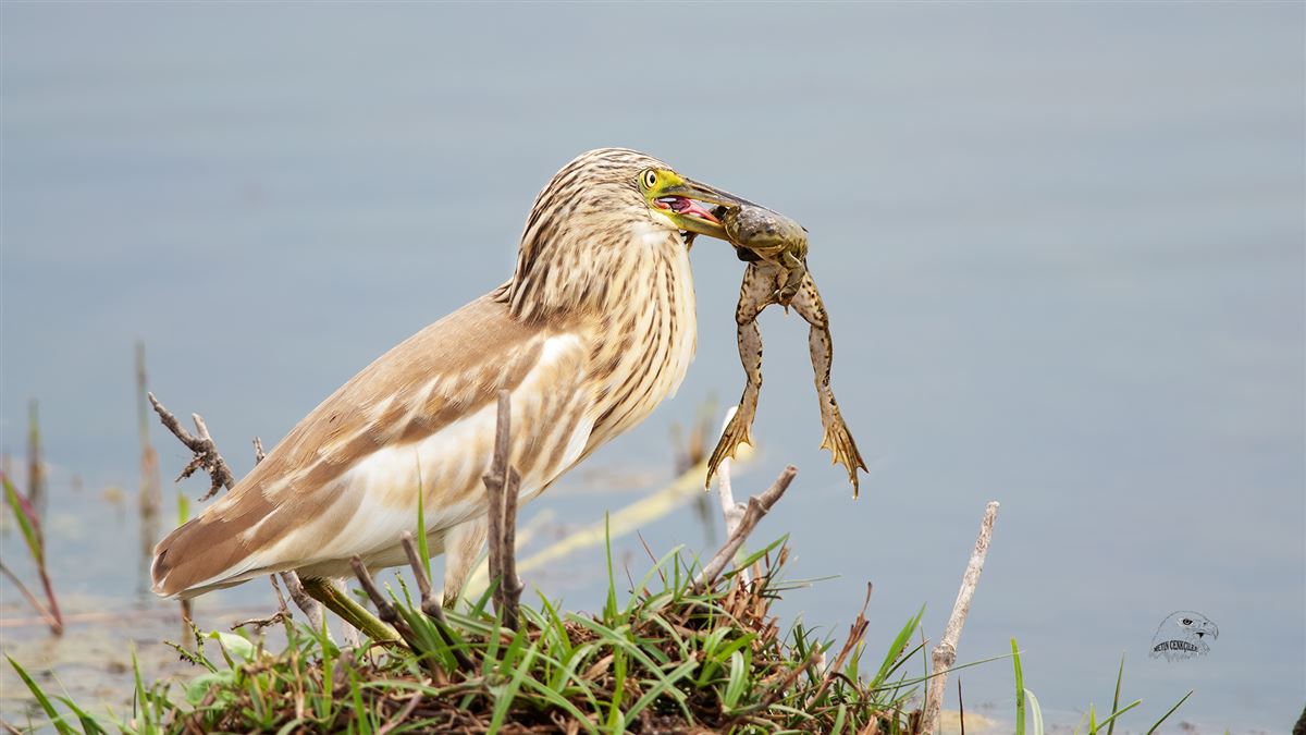Squacco Heron
