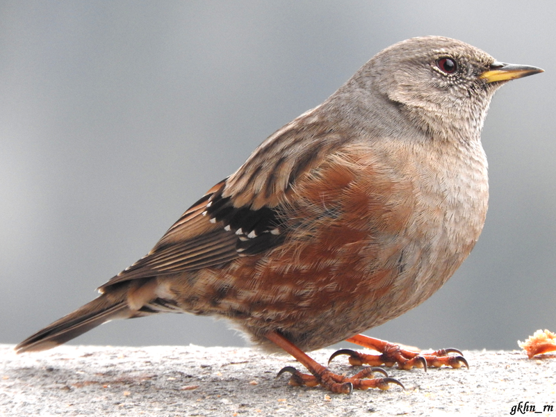 Alpine Accentor