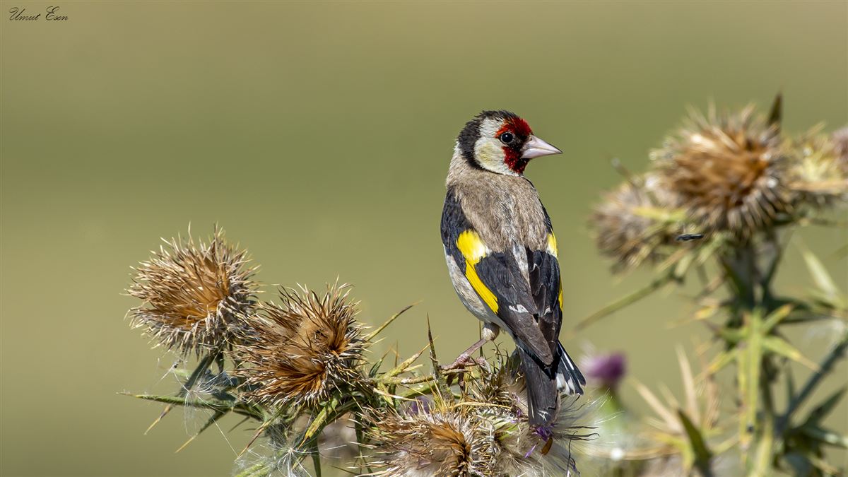 European Goldfinch