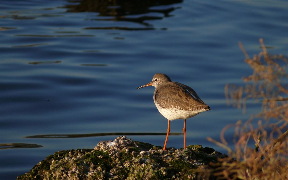 Common Redshank