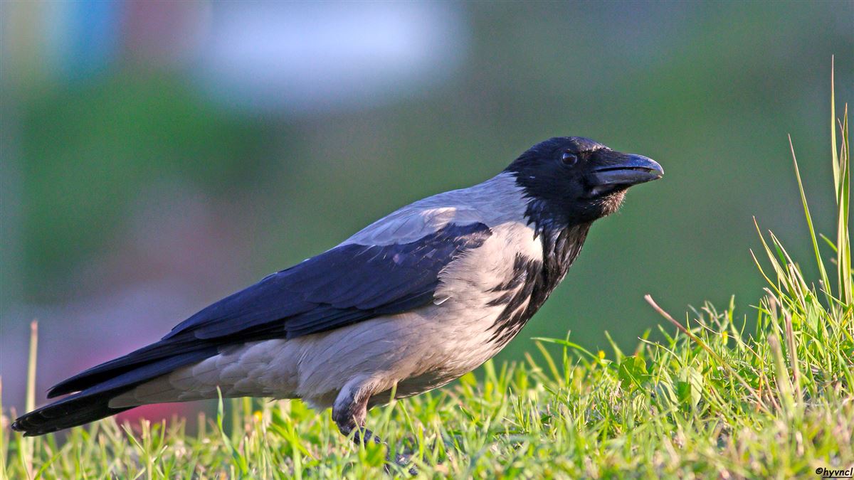 Hooded Crow