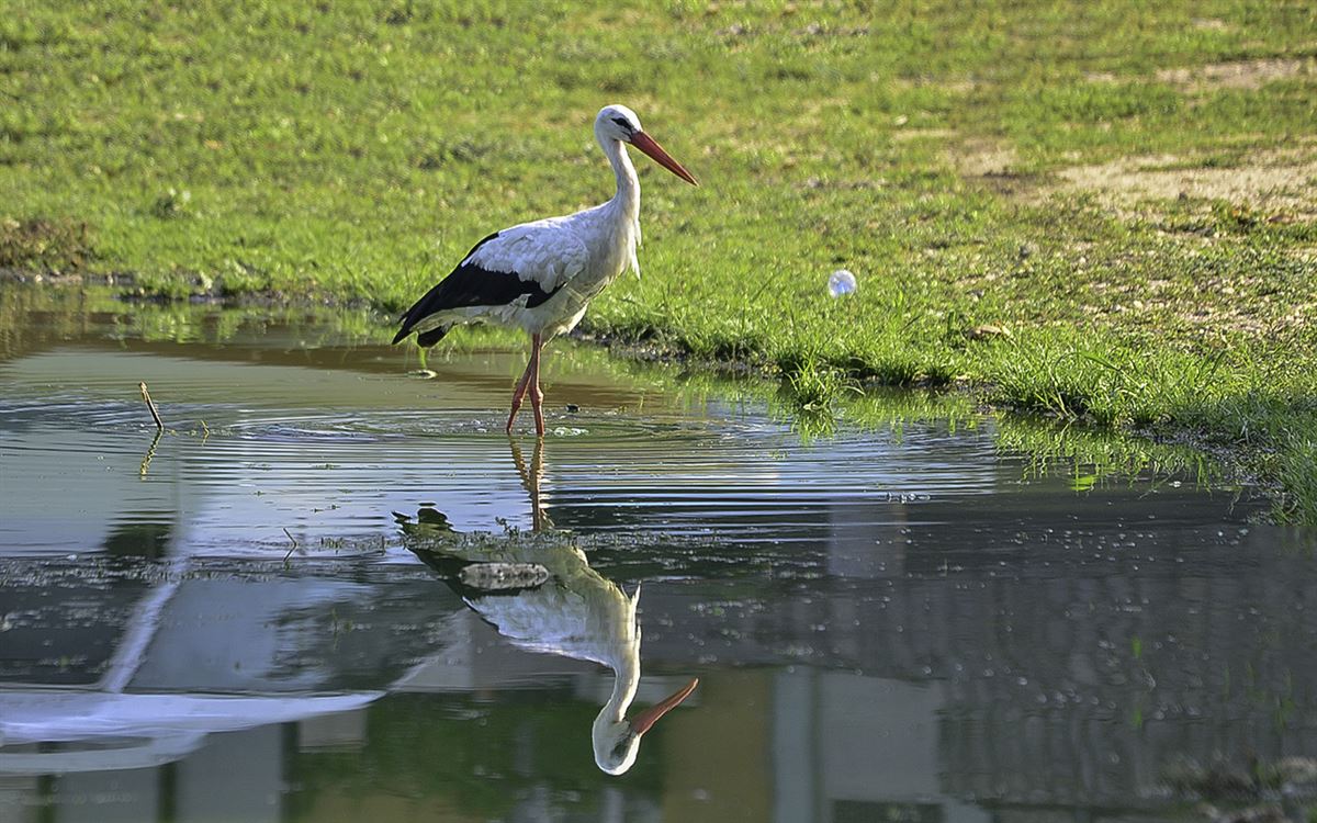 White Stork