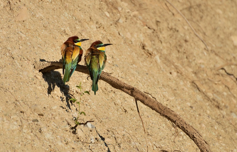 European Bee-eater