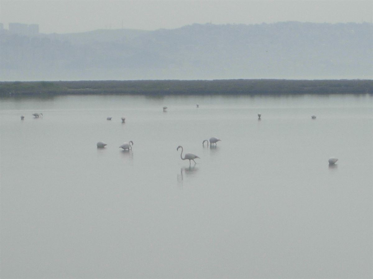 Greater Flamingo