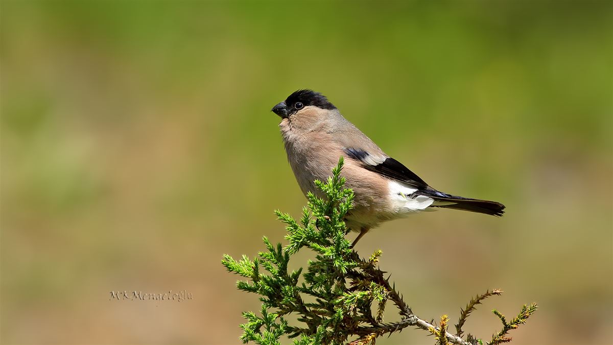Eurasian Bullfinch