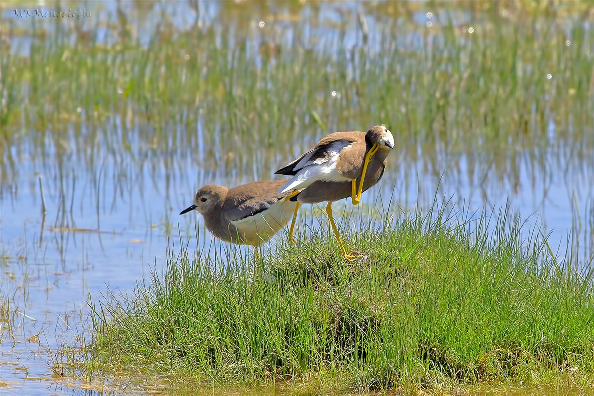 White-tailed Lapwing