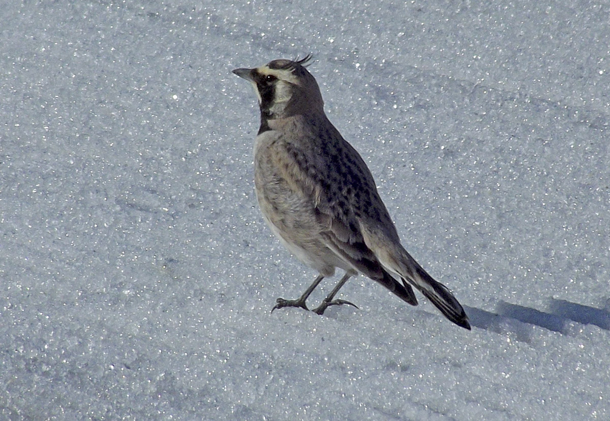 Horned Lark