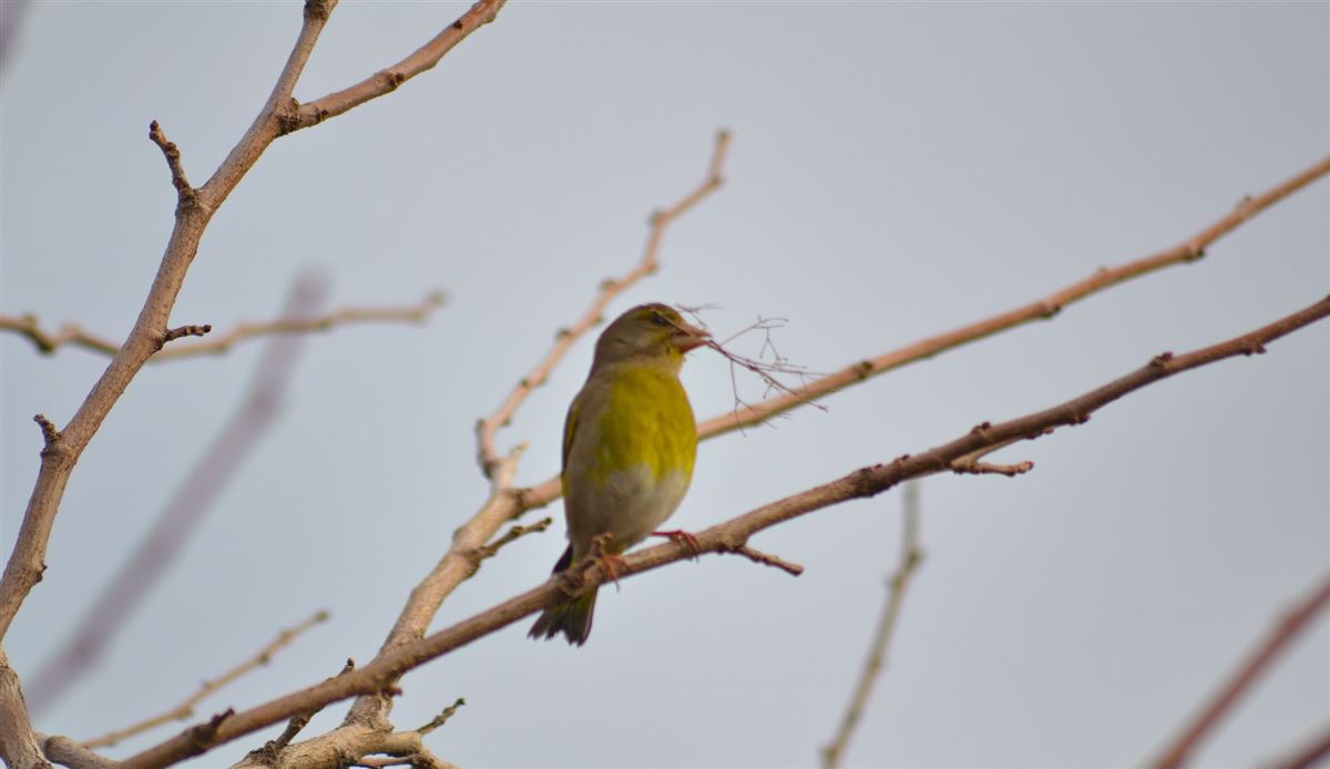 European Greenfinch