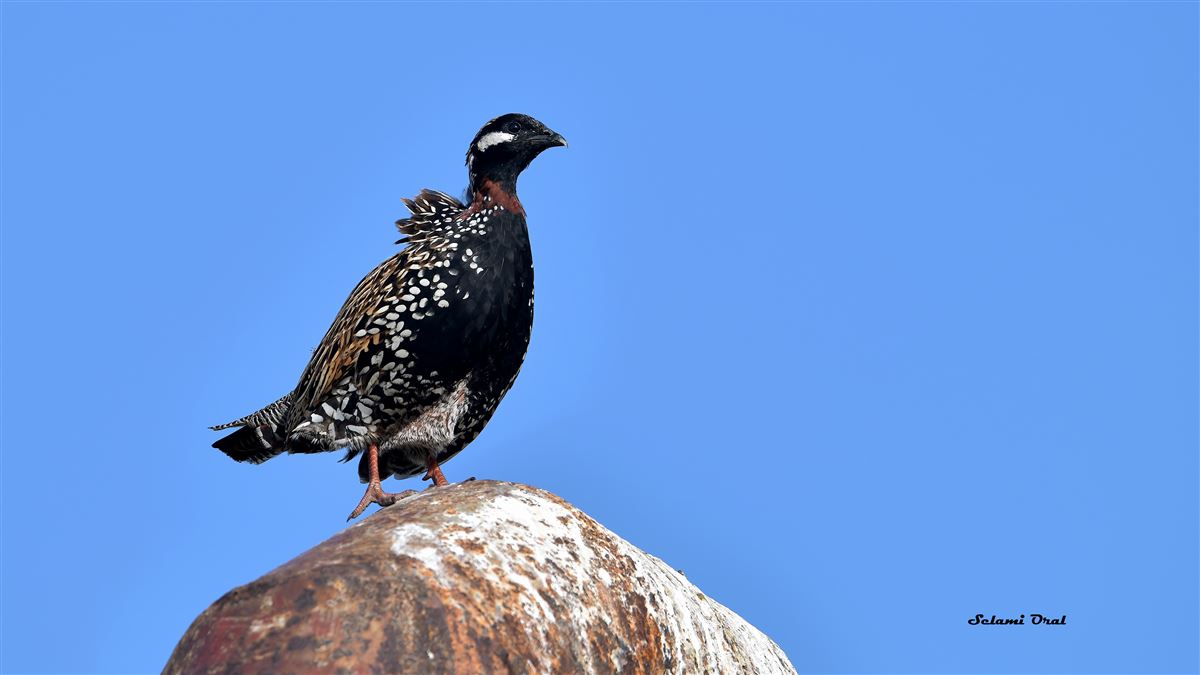 Black Francolin