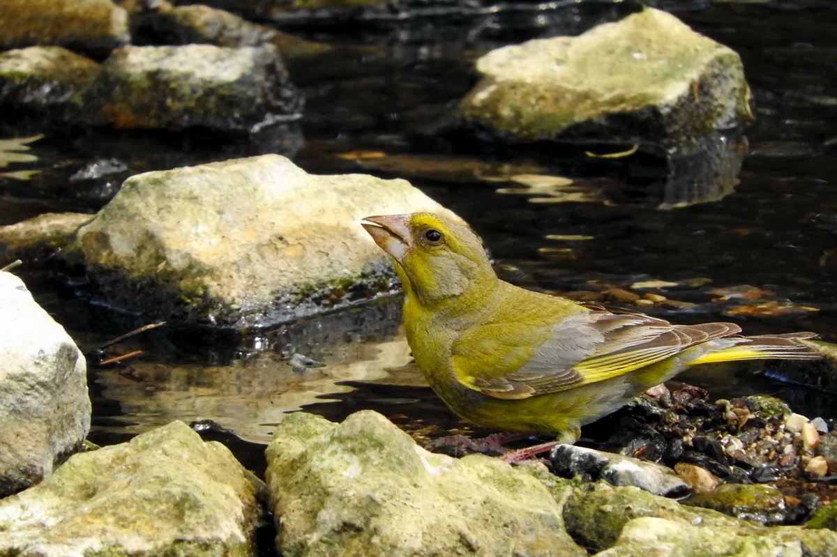 European Greenfinch