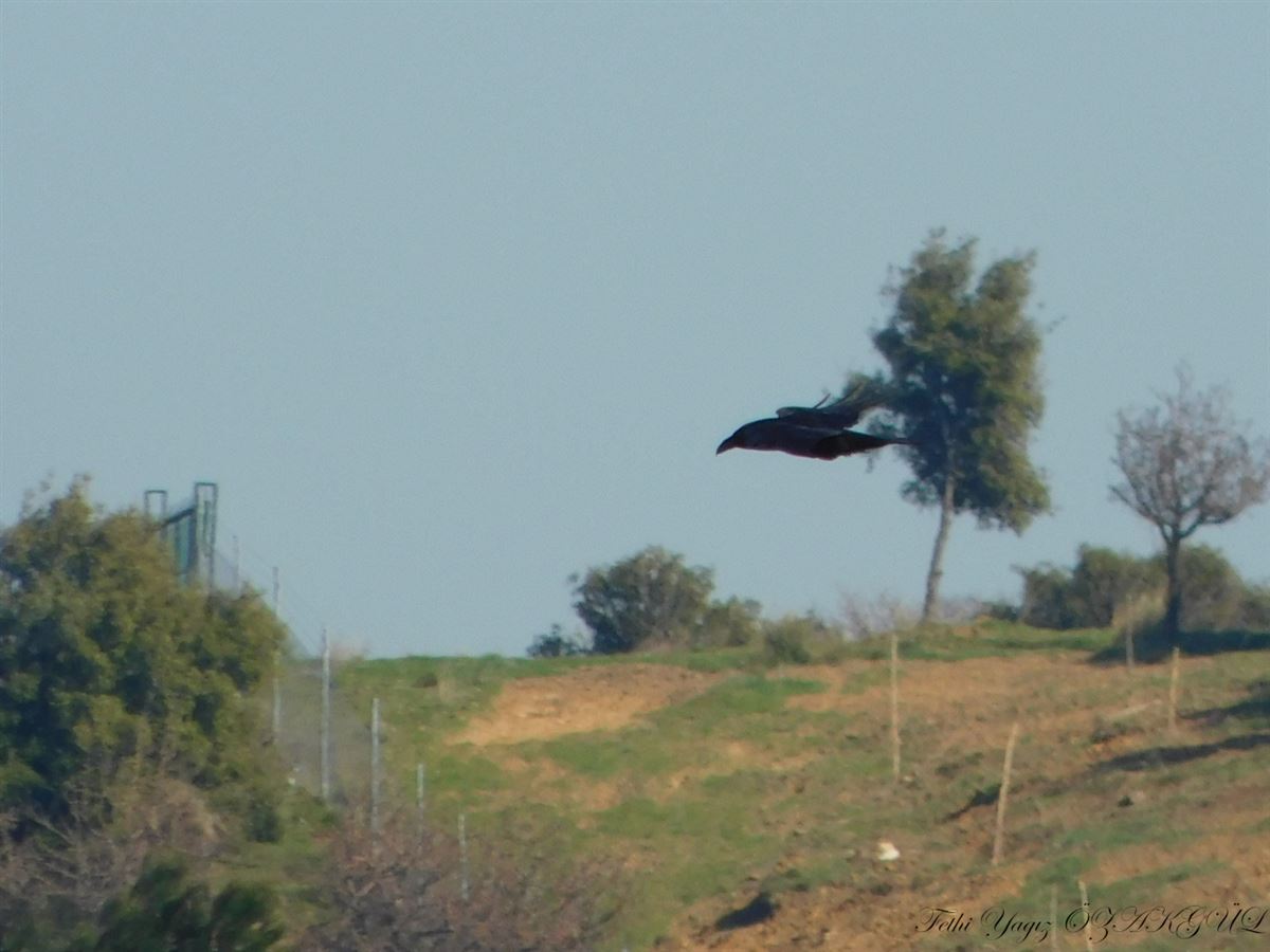 Kuzgun