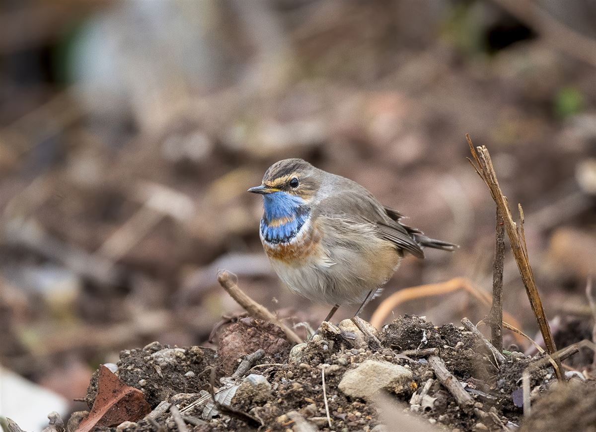 Bluethroat