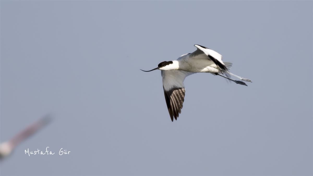 Pied Avocet