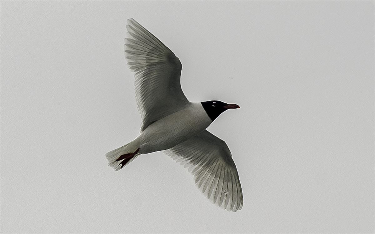 Mediterranean Gull