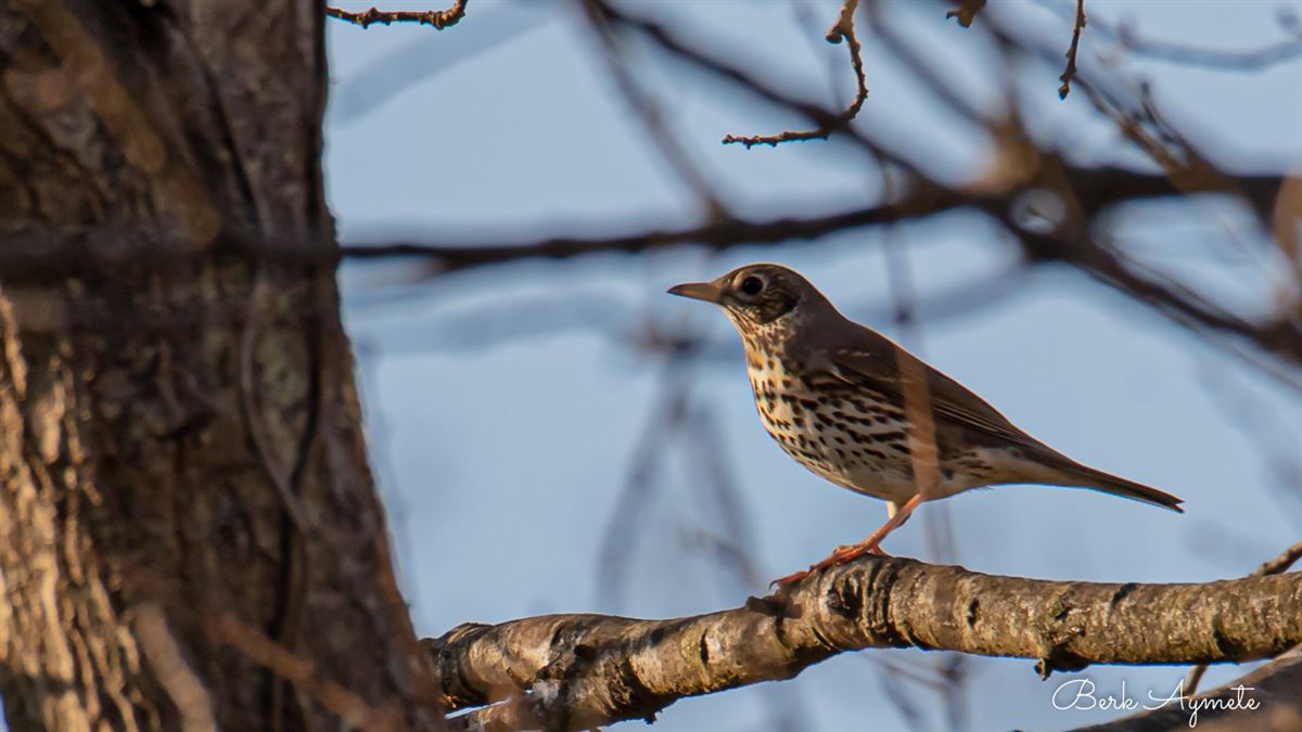Song Thrush