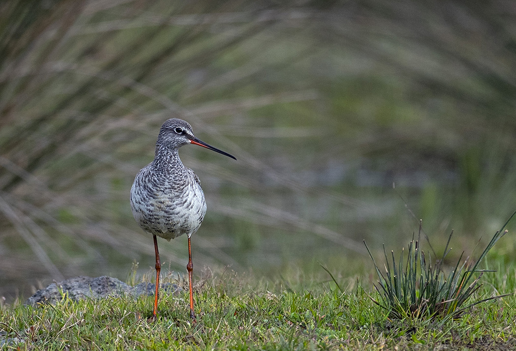 Spotted Redshank