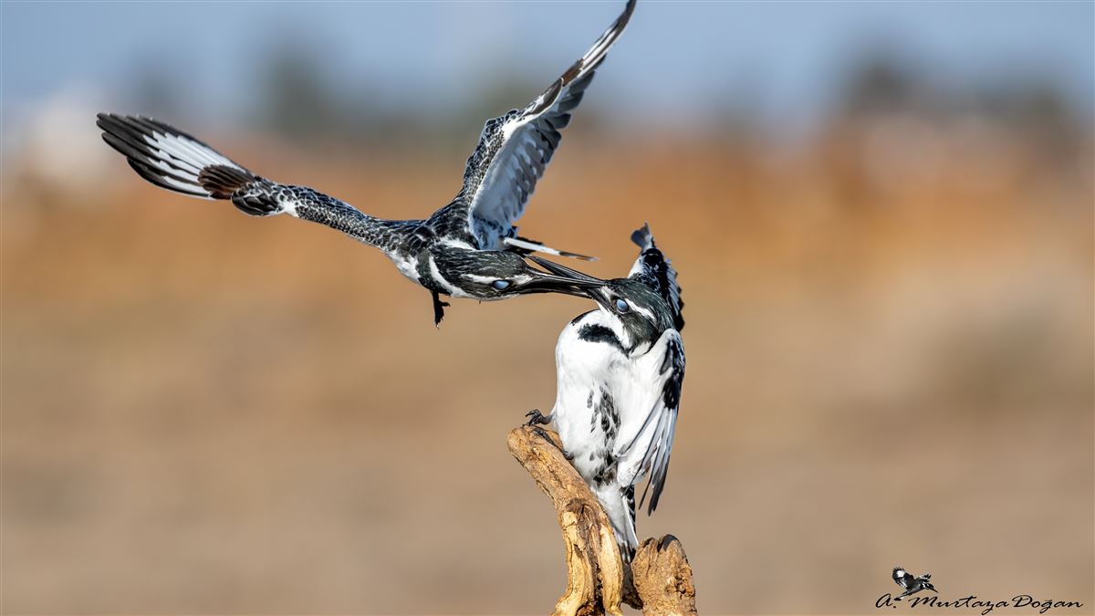 Pied Kingfisher
