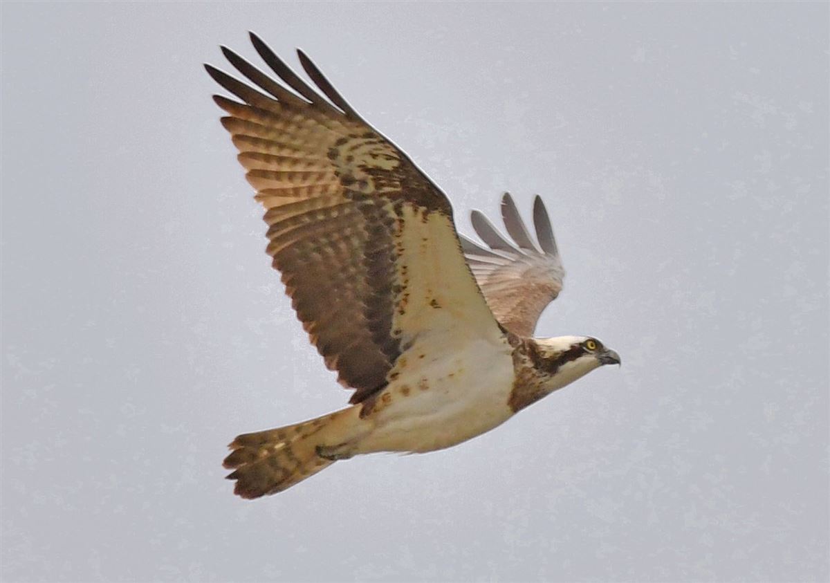 Osprey
